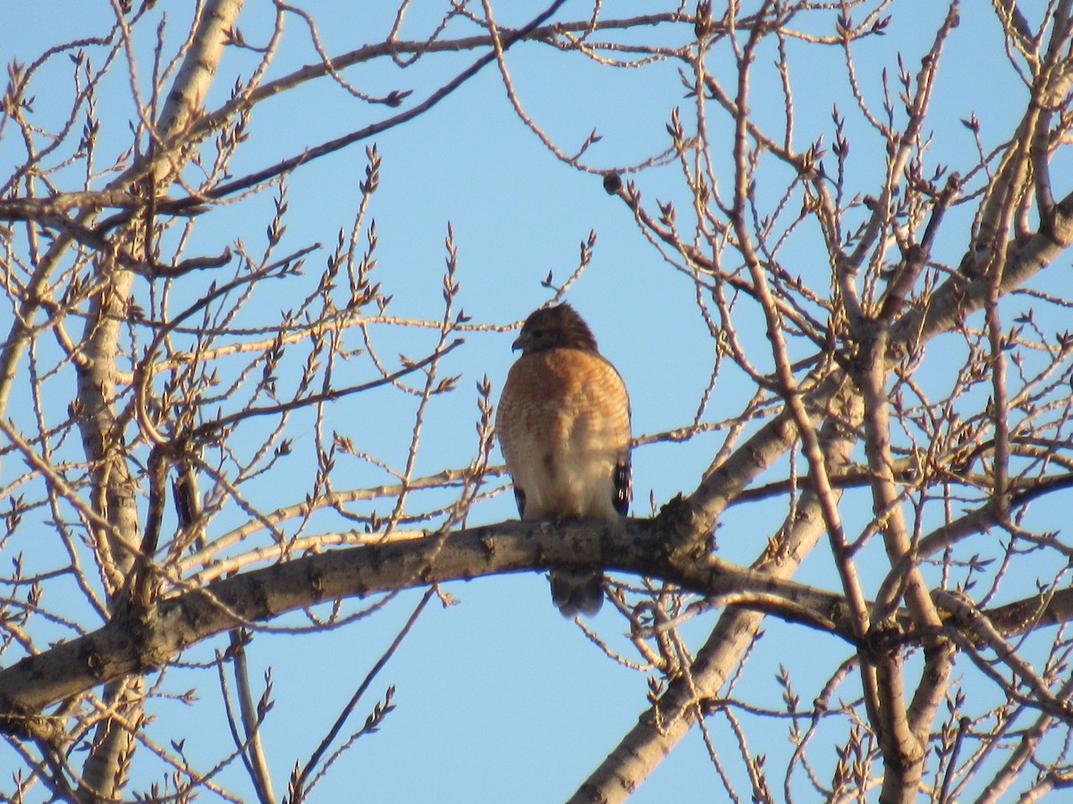 Red-shouldered Hawk - ML289214901