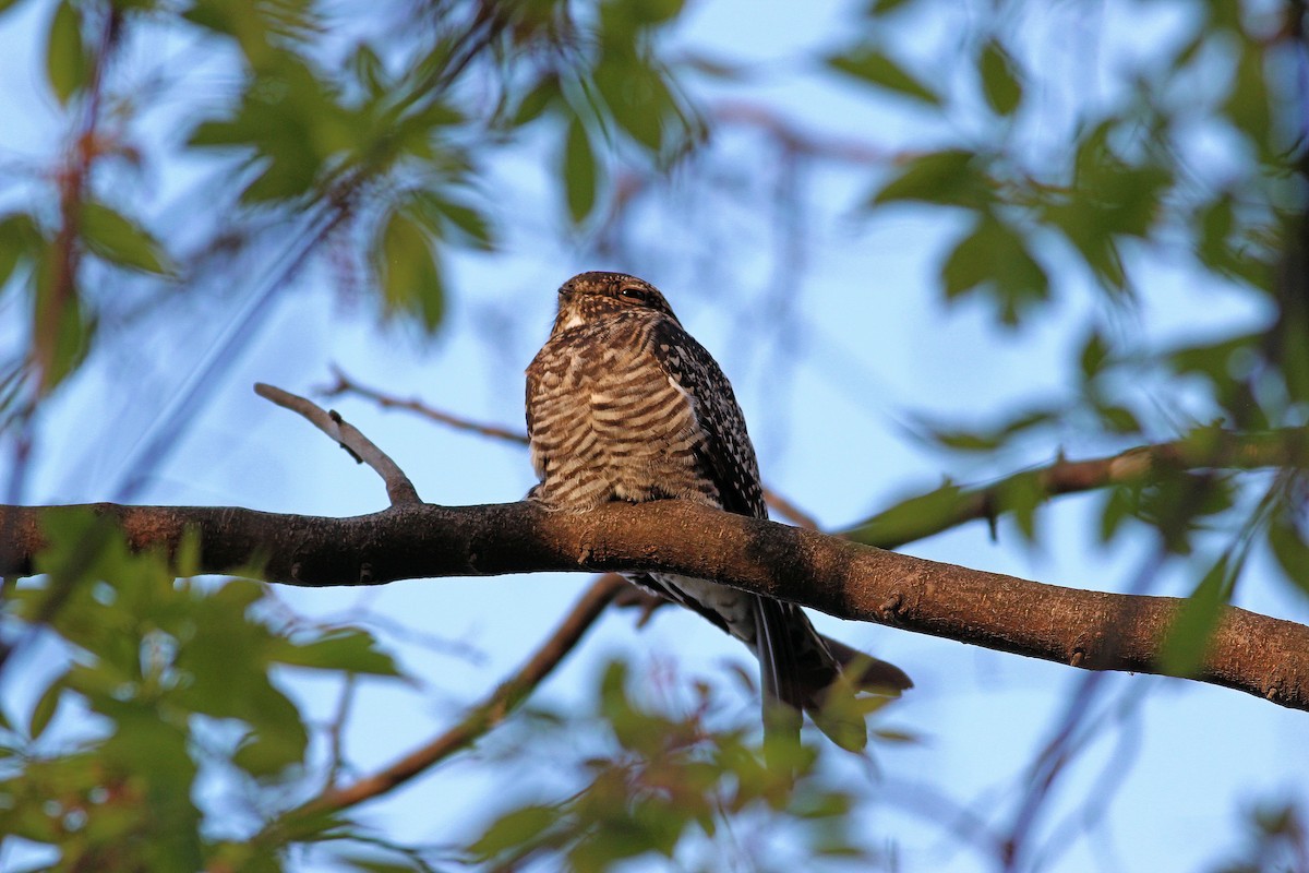 Common Nighthawk - ML28921621