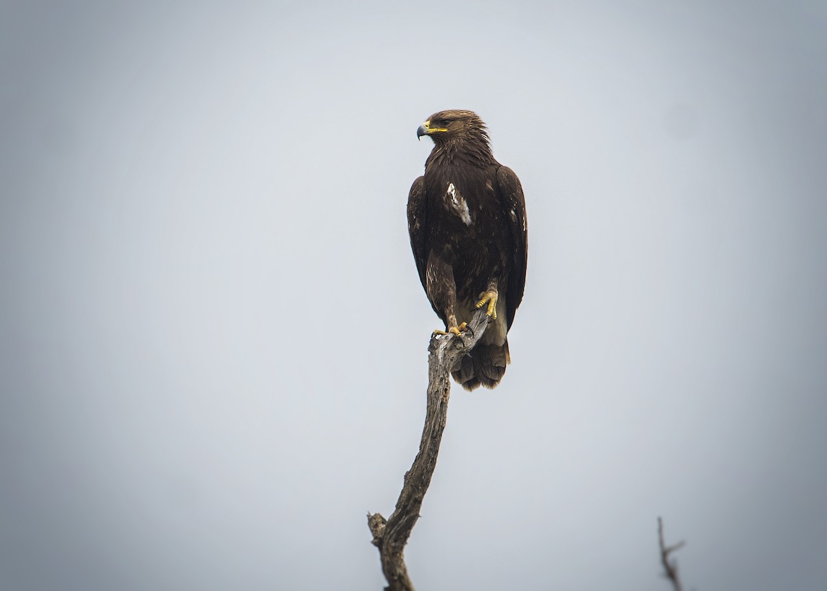 Águila Moteada - ML289217551