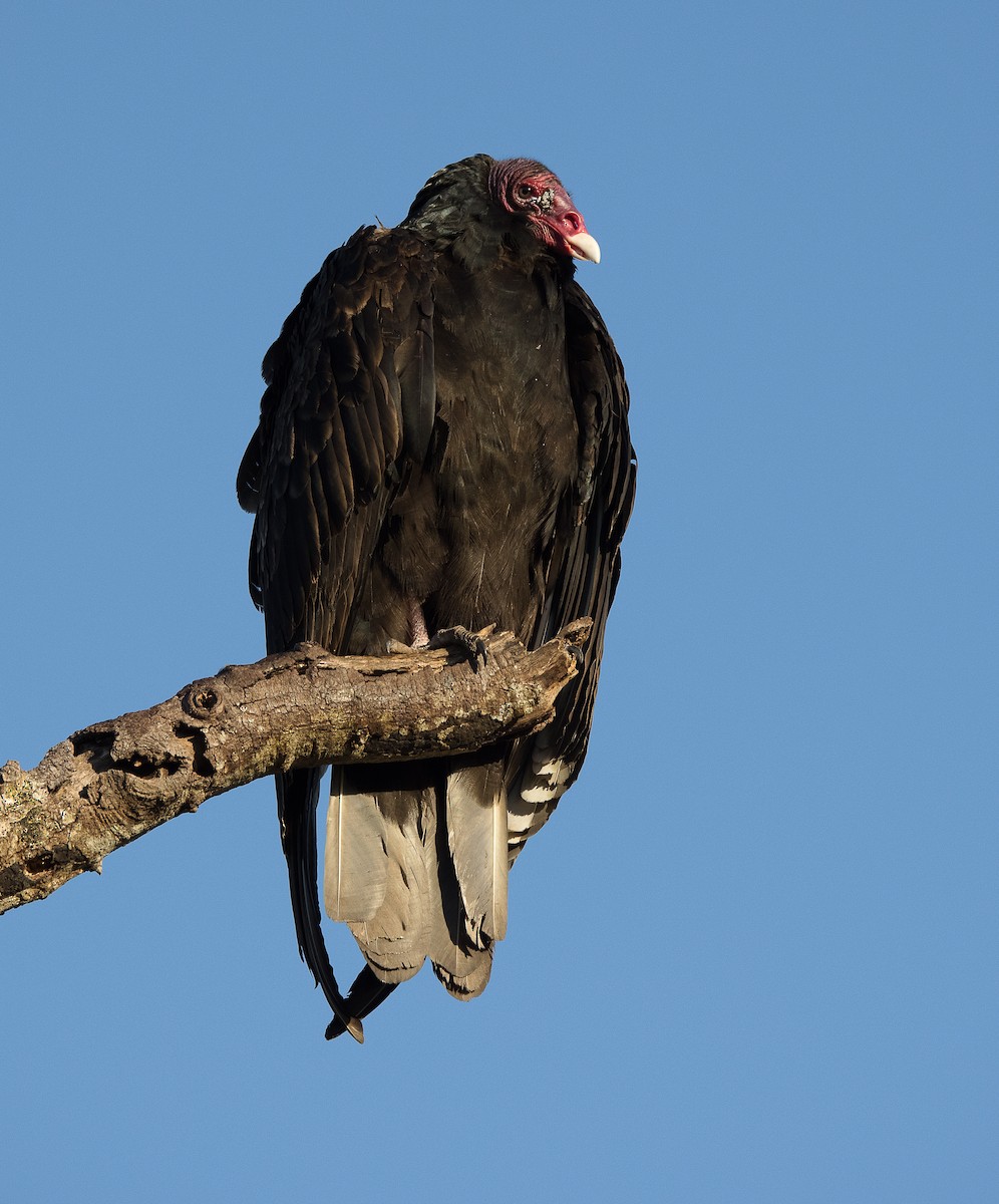 Turkey Vulture - ML289218021