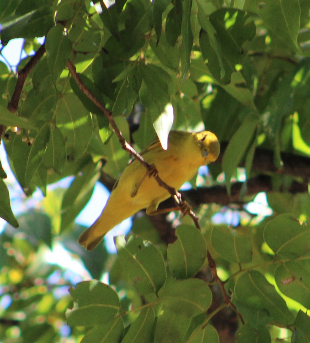 Yellow Warbler - T L P L
