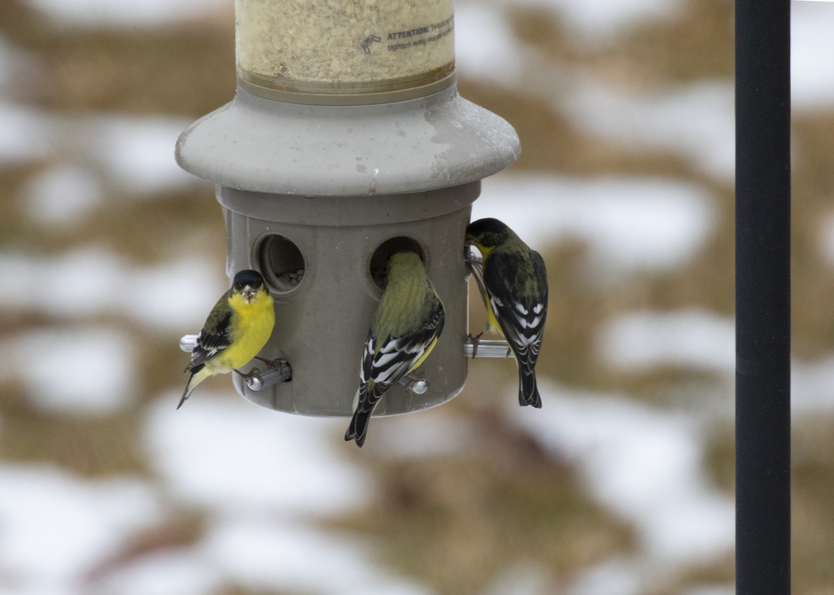 Lesser Goldfinch - ML289219231