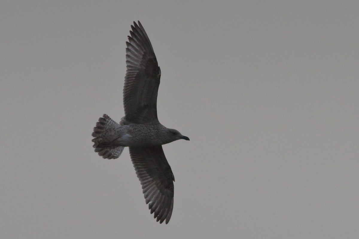 Herring Gull - ML289219741