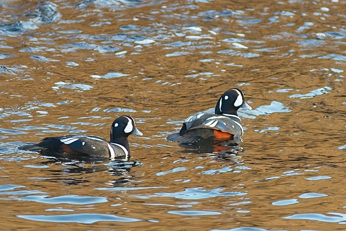 Harlequin Duck - ML289220931