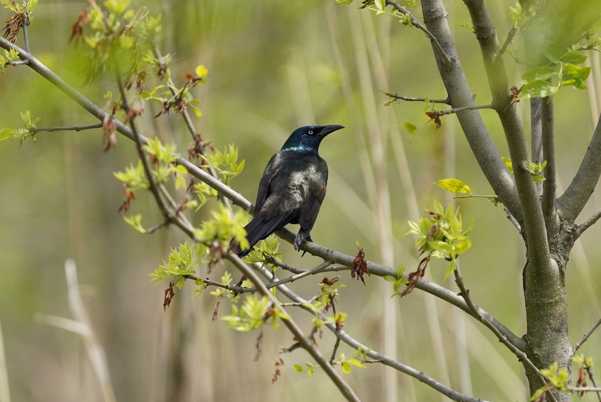 Common Grackle - ML289224241