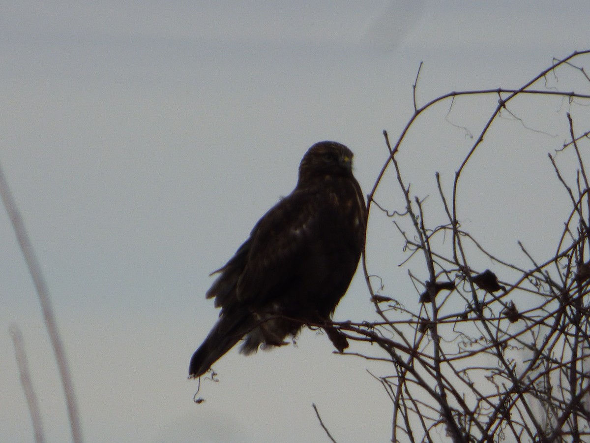 Rough-legged Hawk - ML289225181