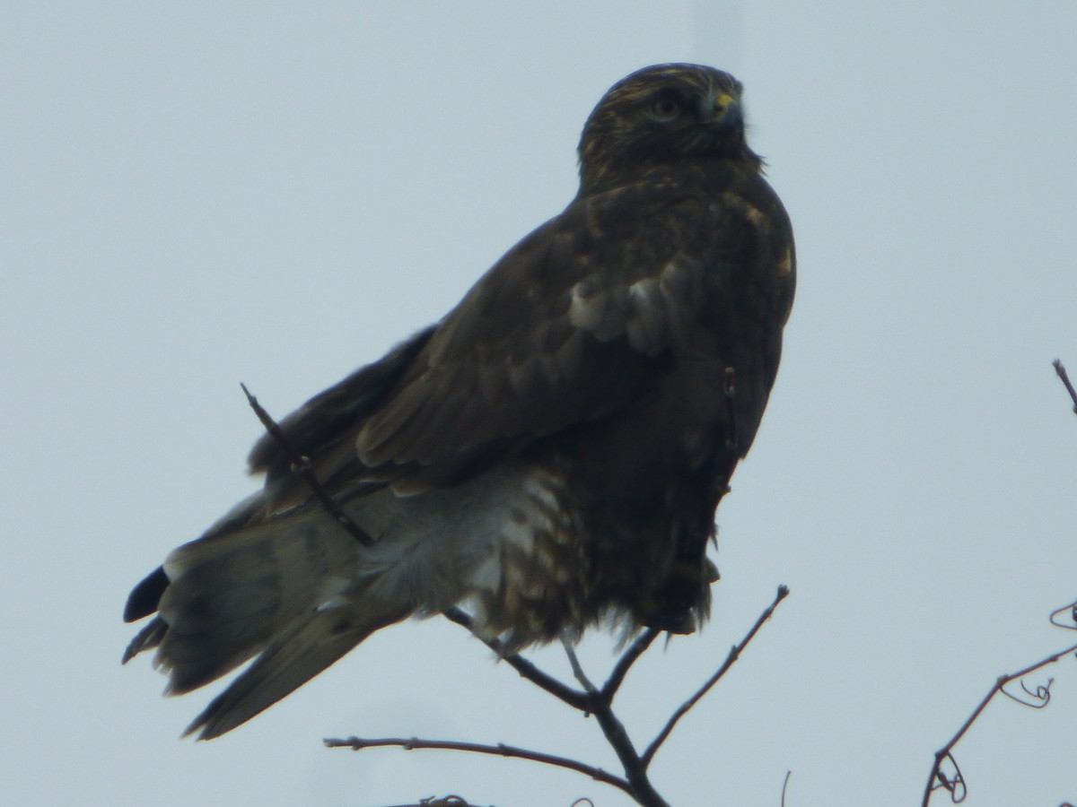 Rough-legged Hawk - Marieta Manolova