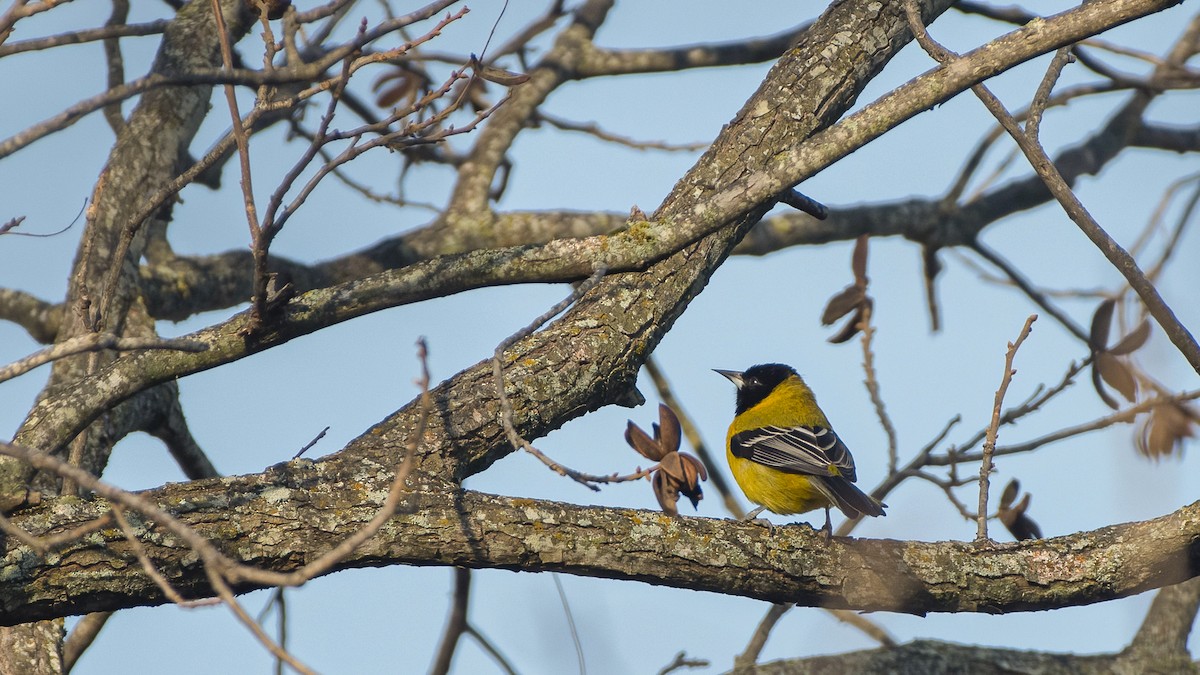 Audubon's Oriole - Bryan Calk