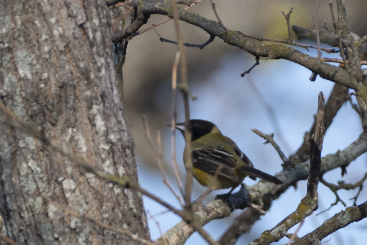 Audubon's Oriole - ML289226471