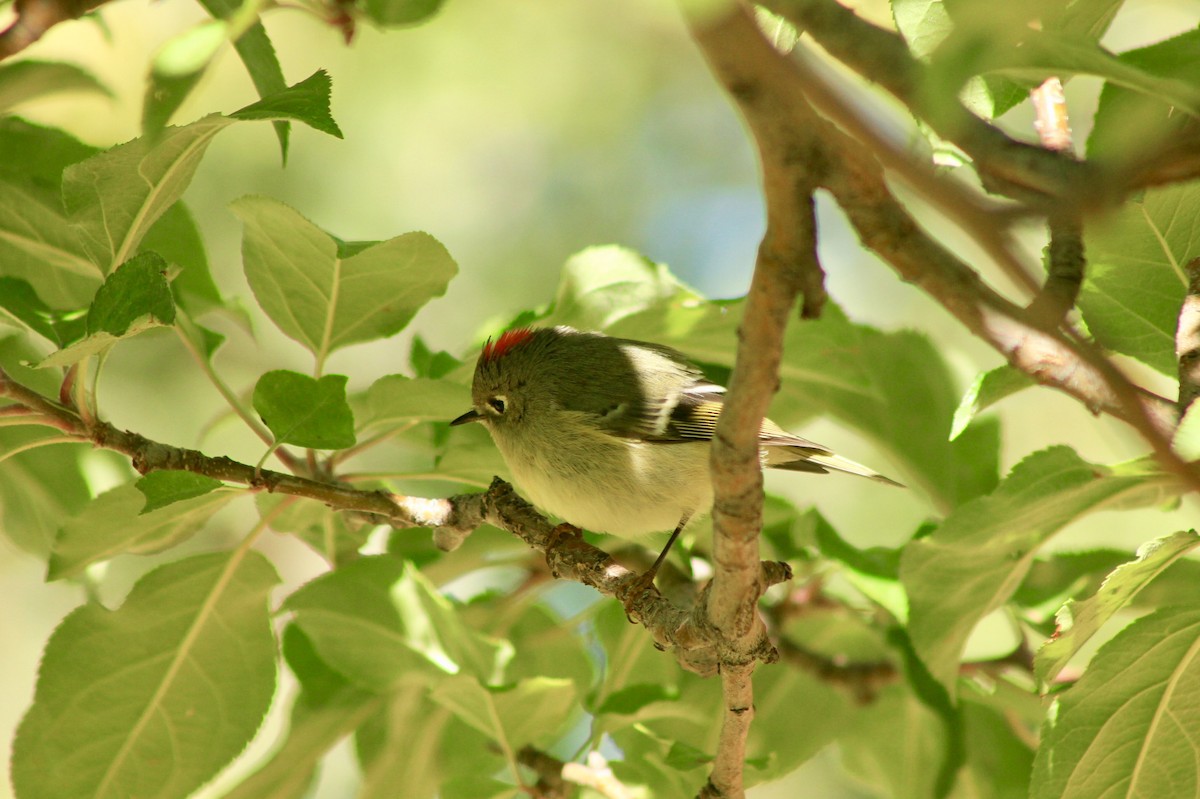 Ruby-crowned Kinglet - ML289226521