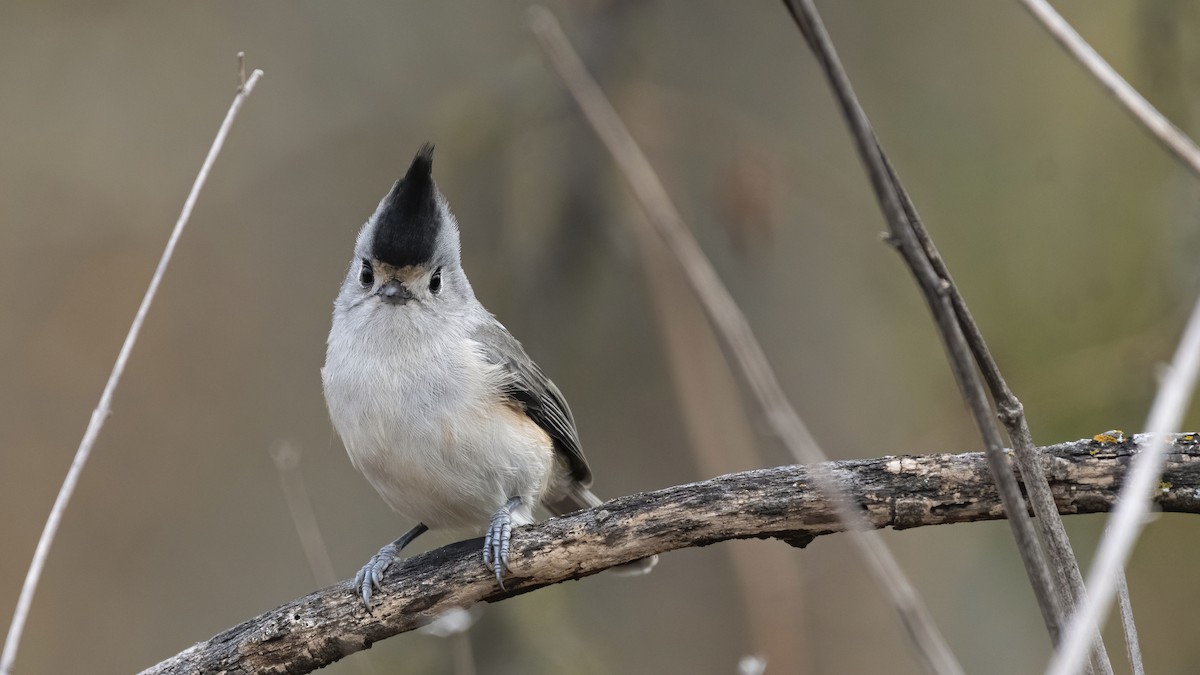 Black-crested Titmouse - ML289226531