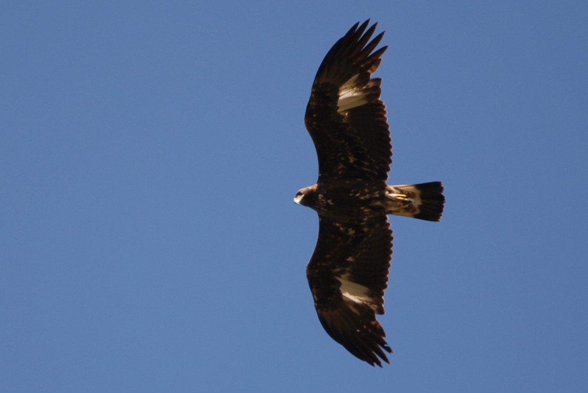 Águila Real - ML289228571