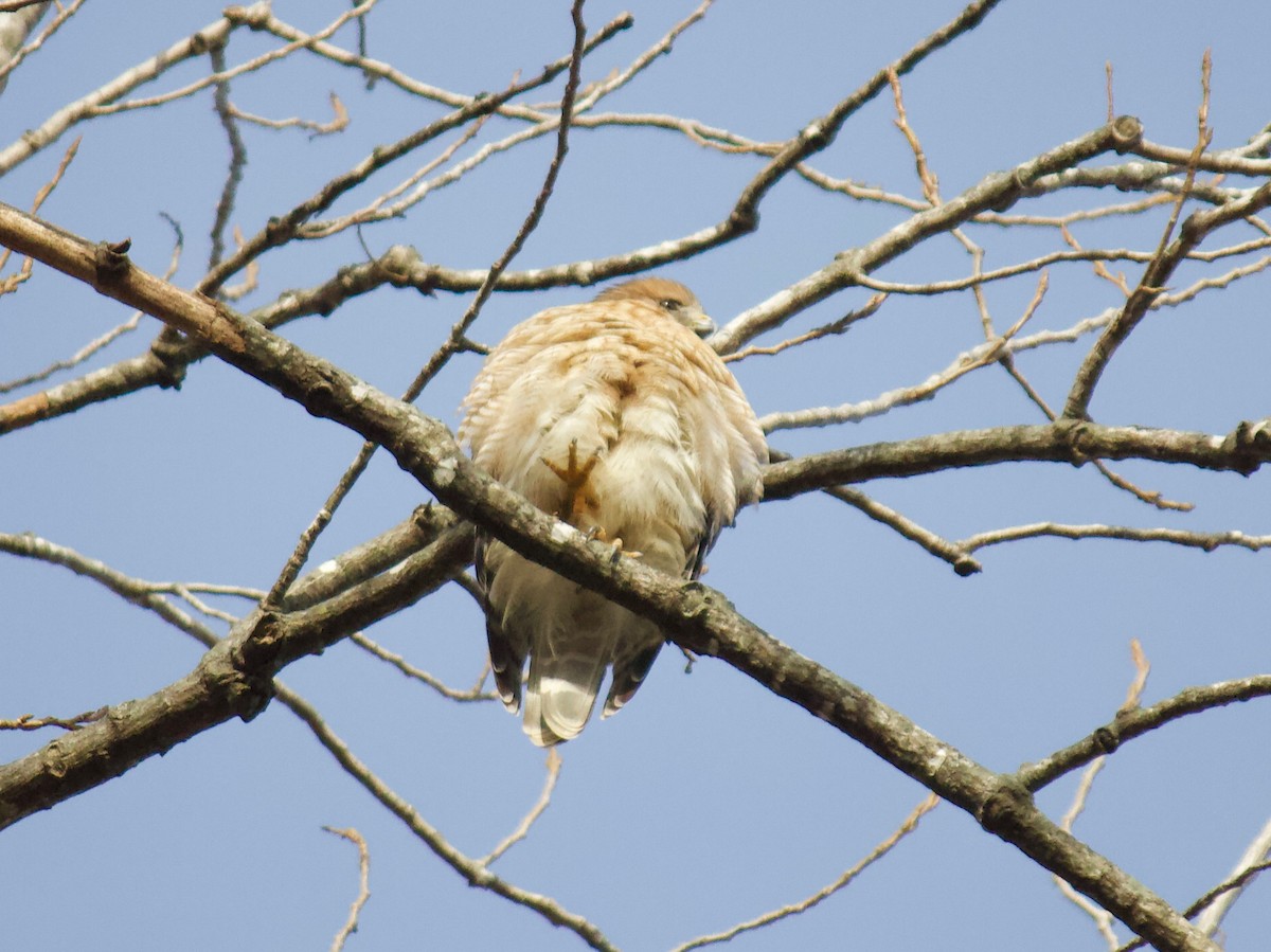 Red-shouldered Hawk - ML289233701