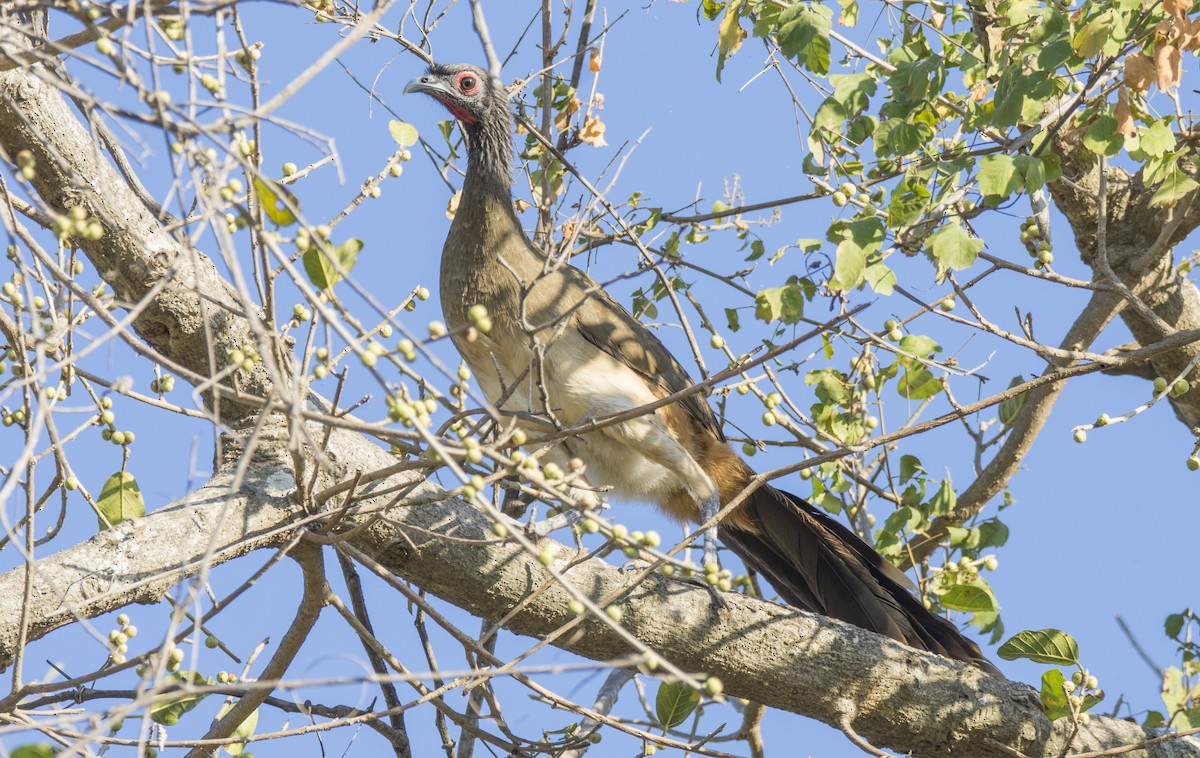 Chachalaca Pechigrís - ML289235081