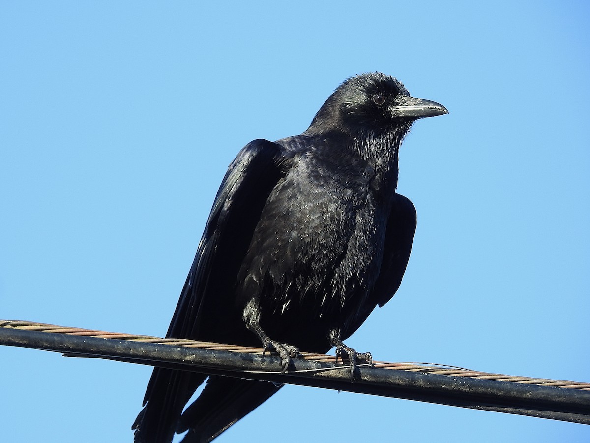 American Crow - ML289236491