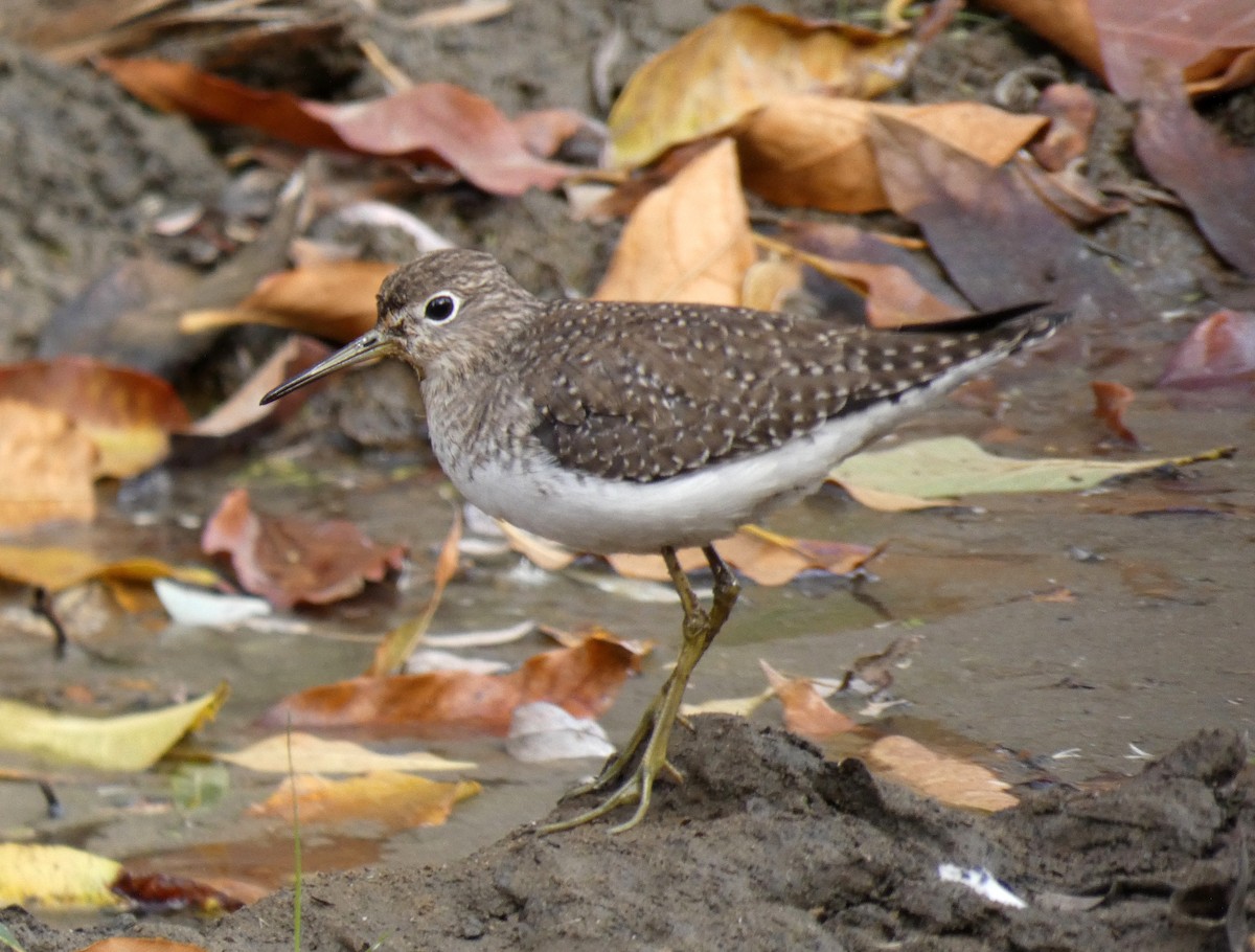 Solitary Sandpiper - Ron Hirst