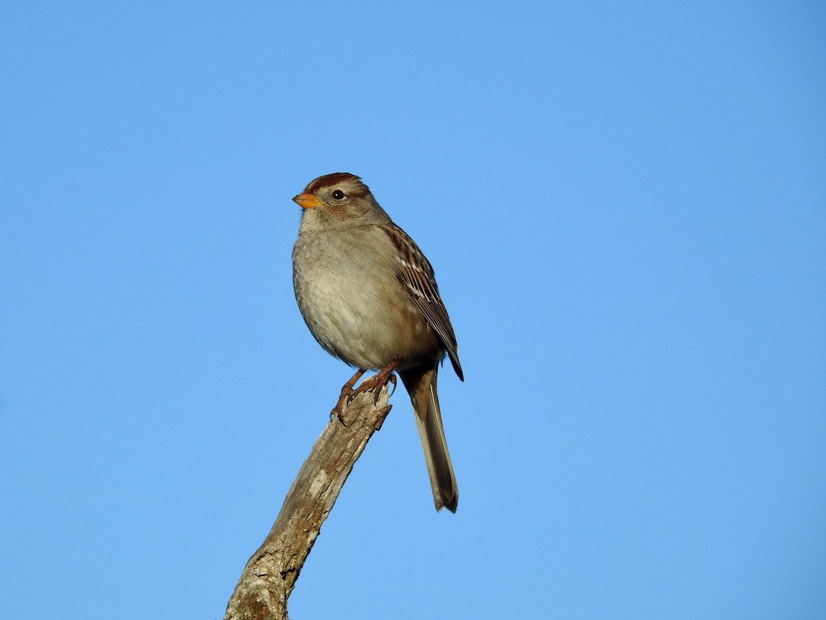 White-crowned Sparrow - ML289236631