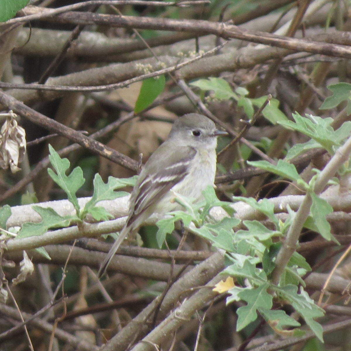 Dusky Flycatcher - ML28923831