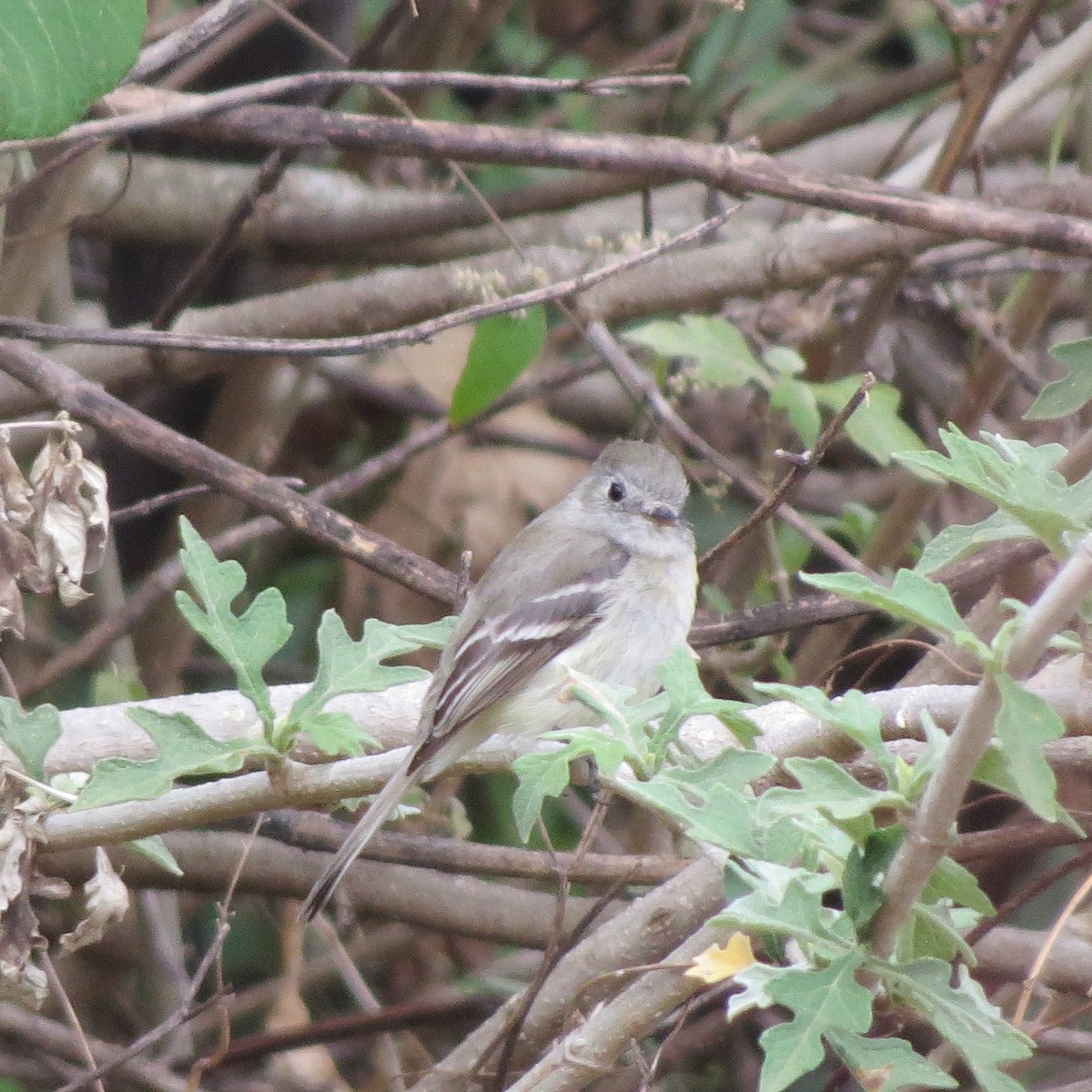 Dusky Flycatcher - ML28923841