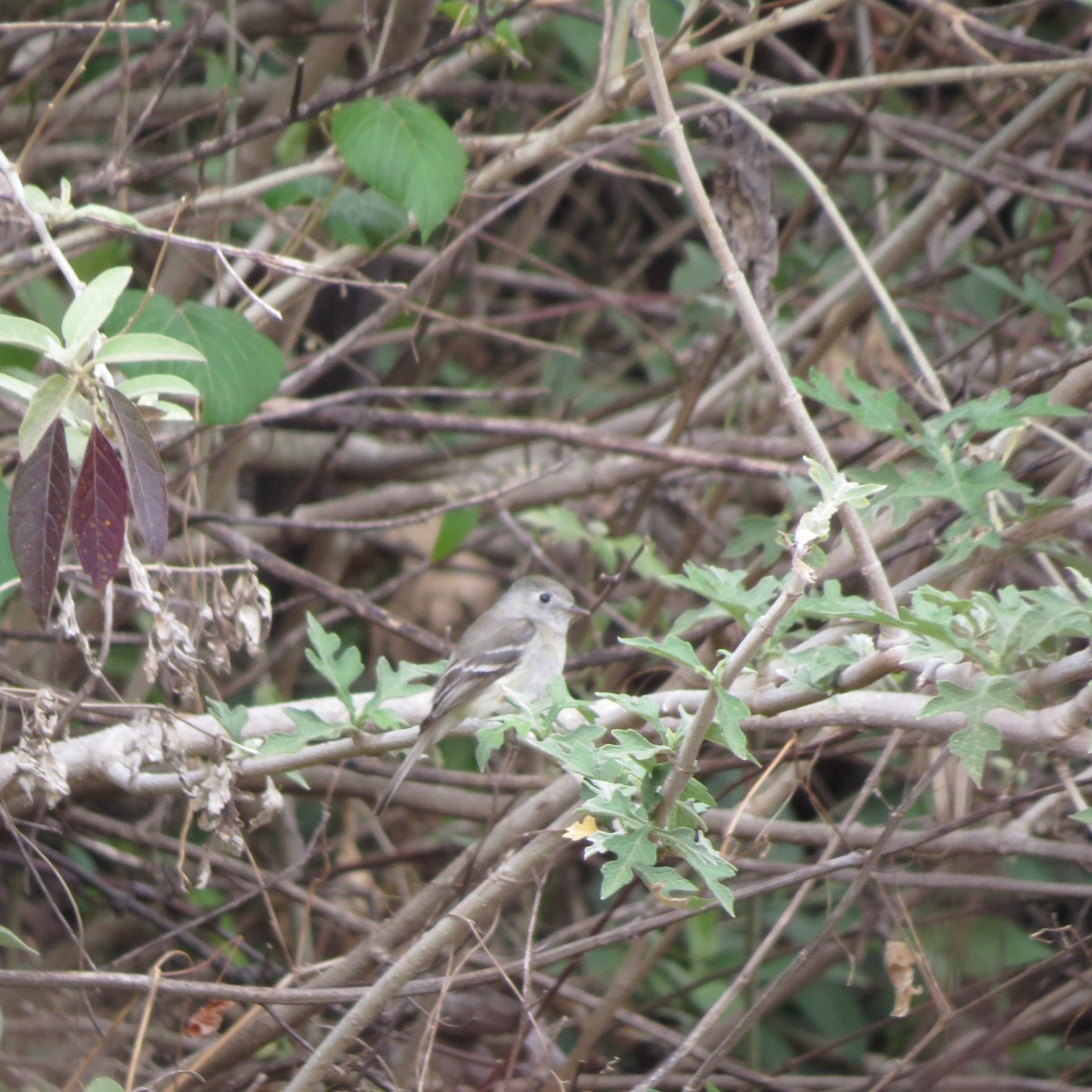 Dusky Flycatcher - ML28923861