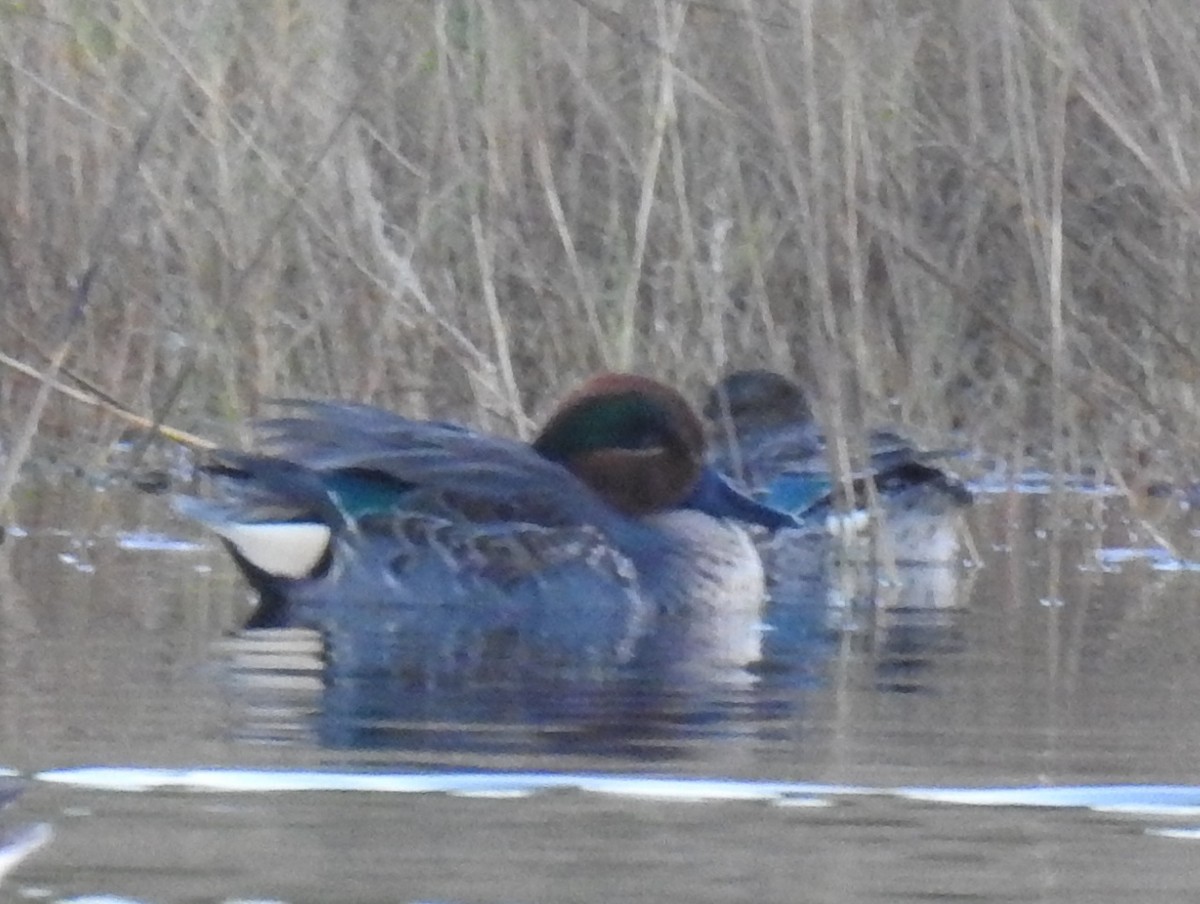 Green-winged Teal - ML289239501