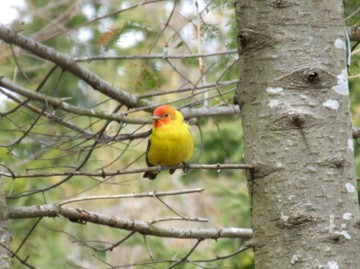 Western Tanager - ML289240041