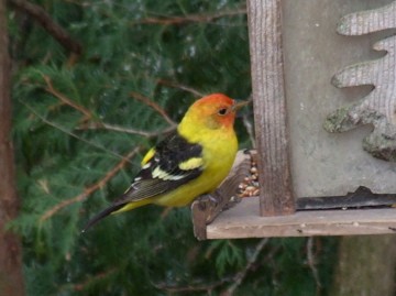 Western Tanager - ML289240391
