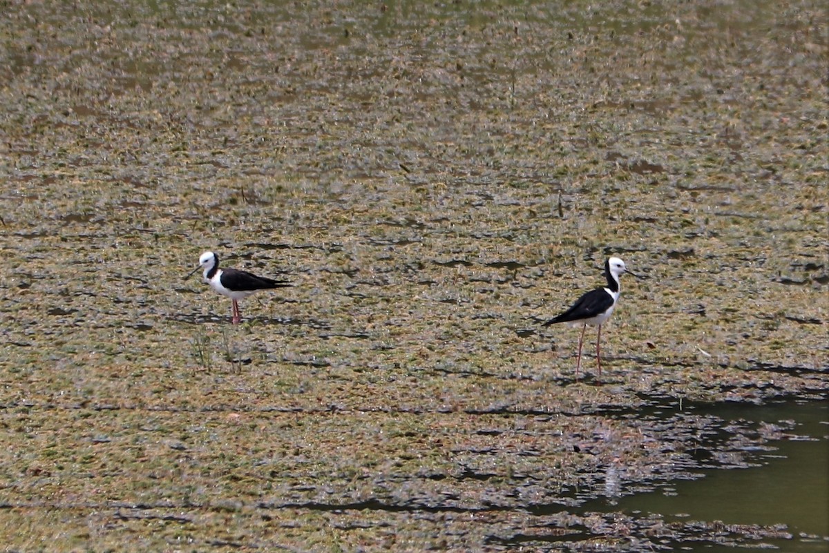 Pied Stilt - ML289241101