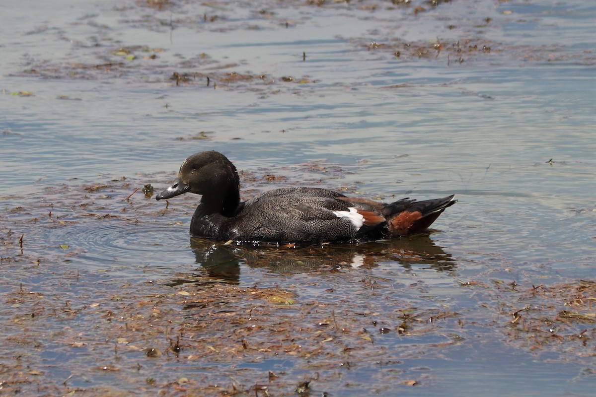 Paradise Shelduck - ML289241361