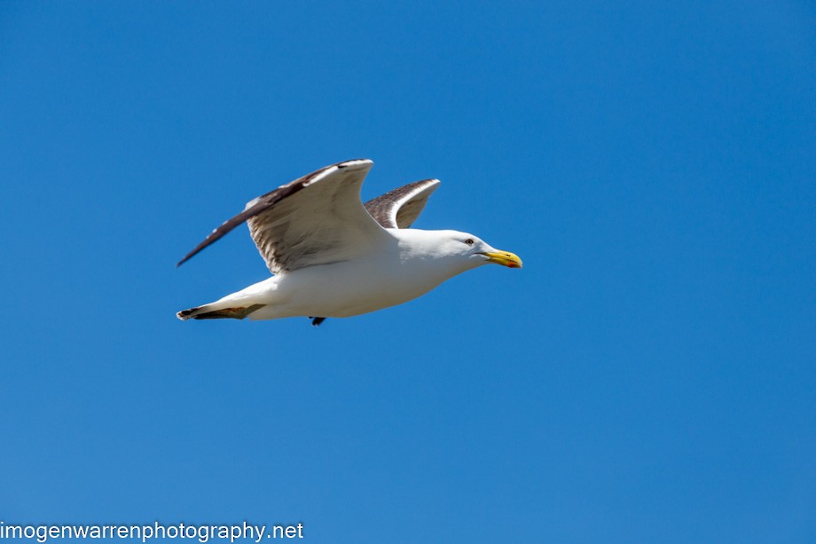 Kelp Gull - ML289241591