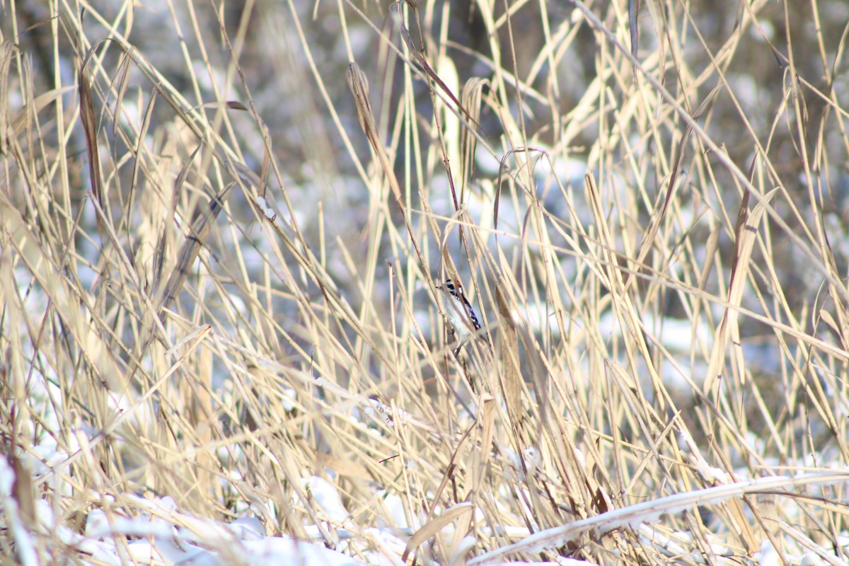 Downy Woodpecker - ML289242971