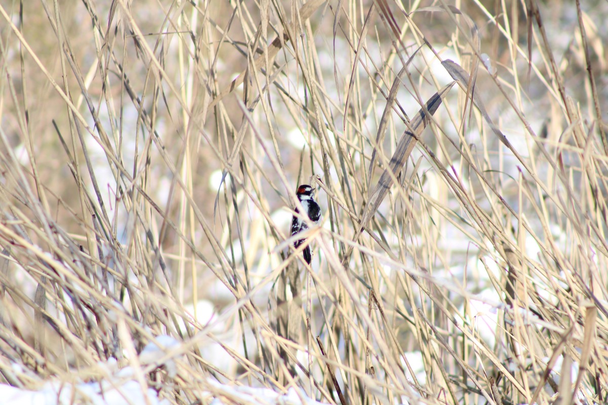 Downy Woodpecker - ML289243031