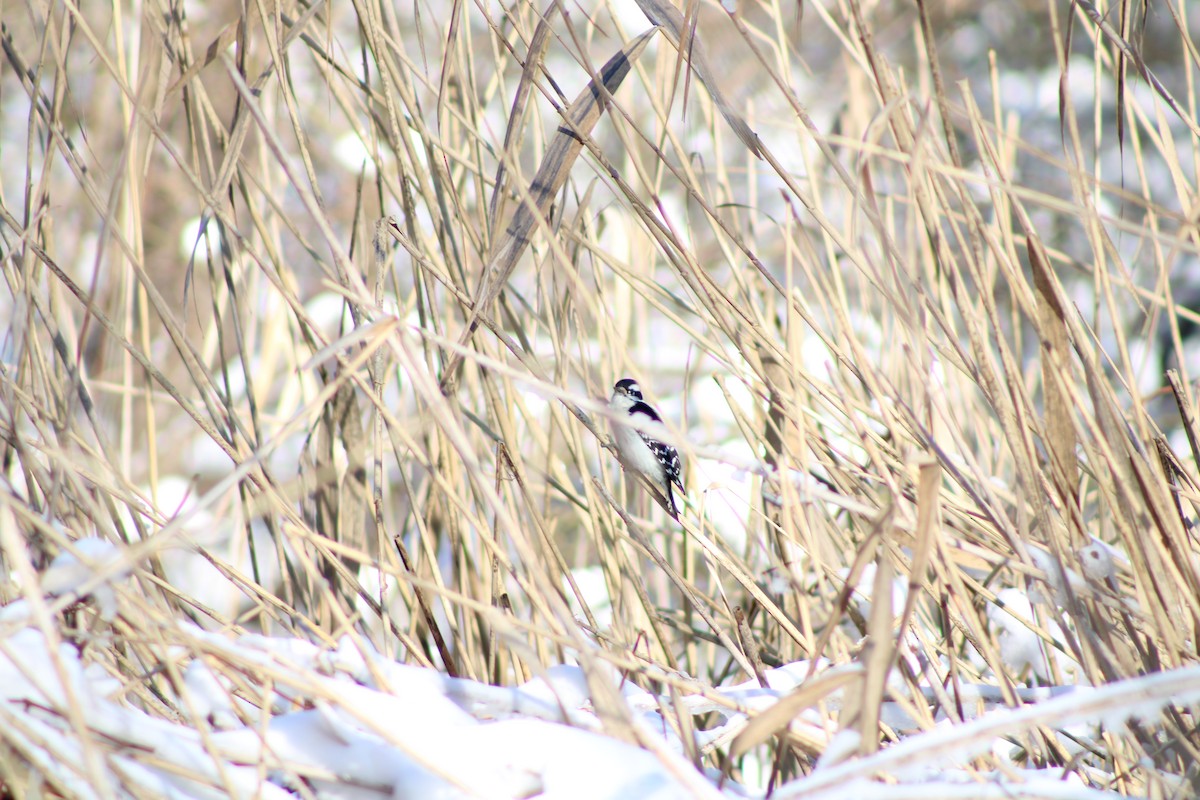 Downy Woodpecker - ML289243111