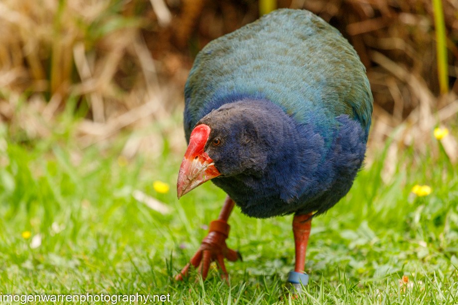 South Island Takahe - Imogen Warren