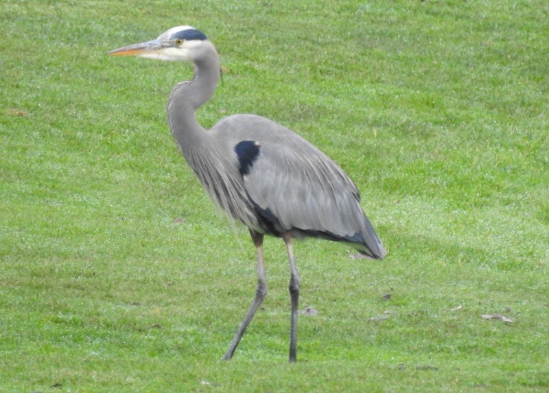 Great Blue Heron (Great Blue) - ML289244721