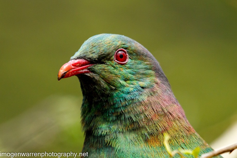 New Zealand Pigeon - Imogen Warren