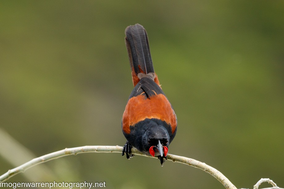 North Island Saddleback - ML289244941