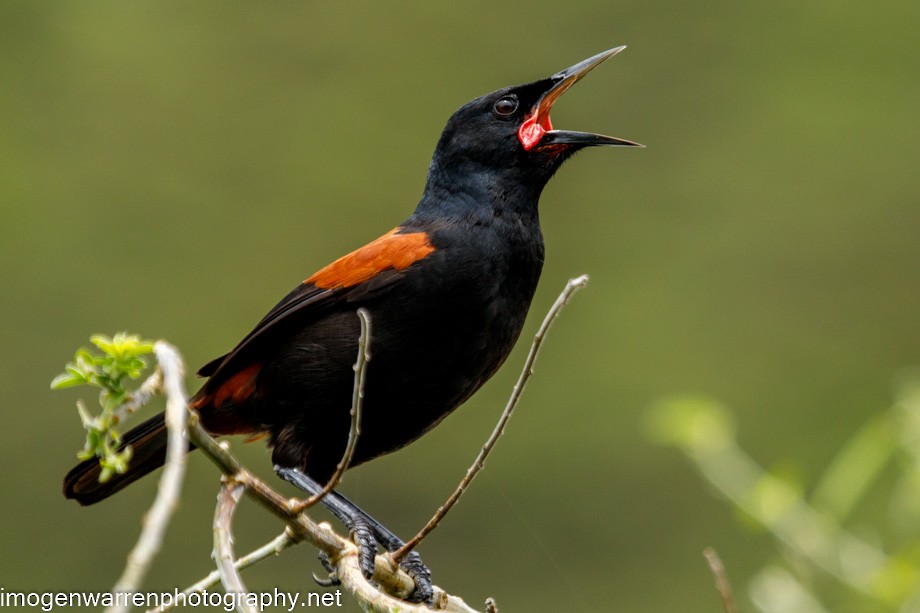 Tieke de Isla Norte - ML289244961