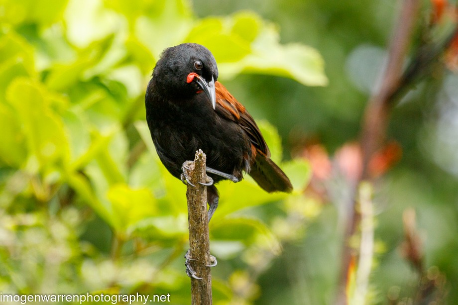 North Island Saddleback - ML289245131