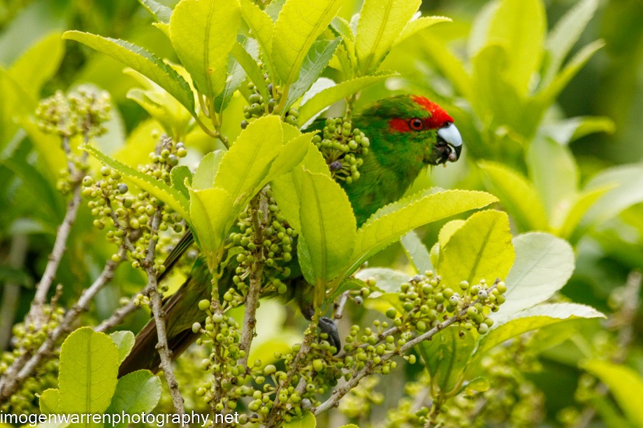 Red-crowned Parakeet - Imogen Warren