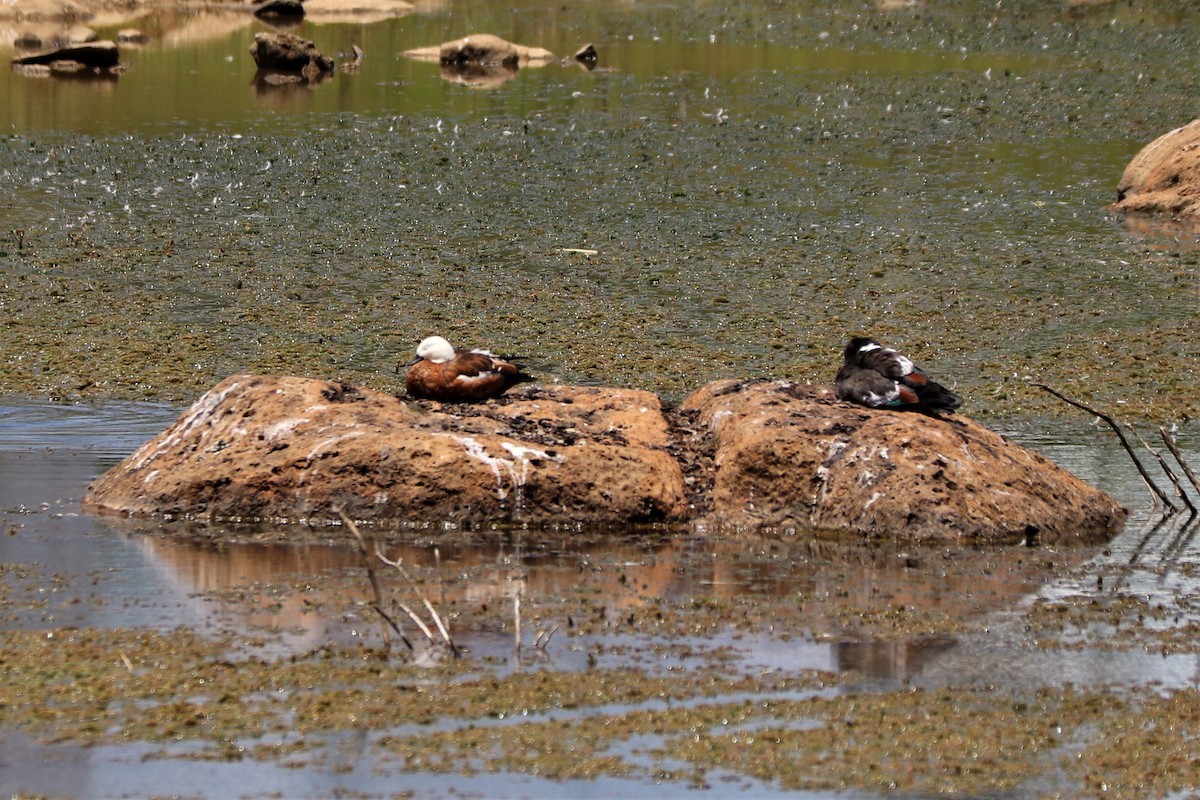 Paradise Shelduck - ML289246151