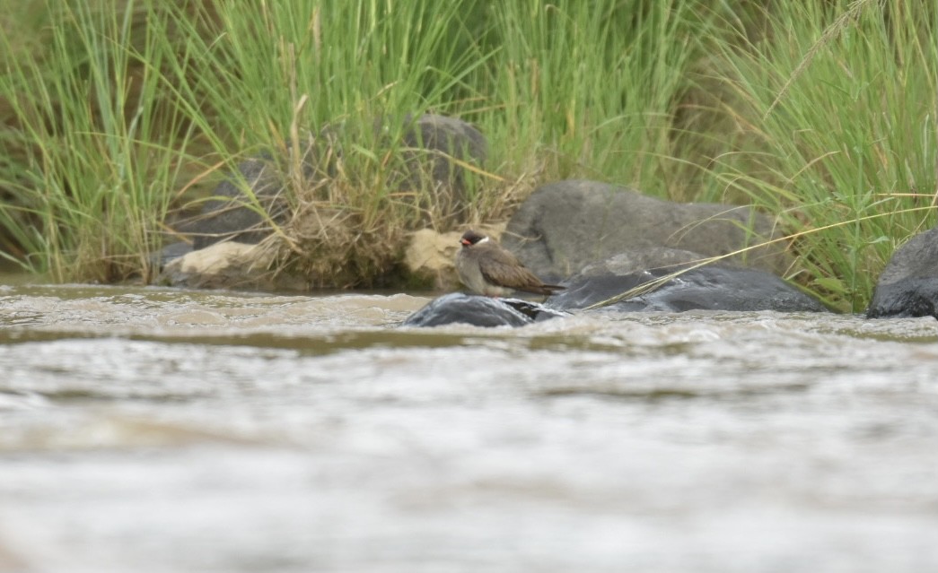 Rock Pratincole - ML289248651