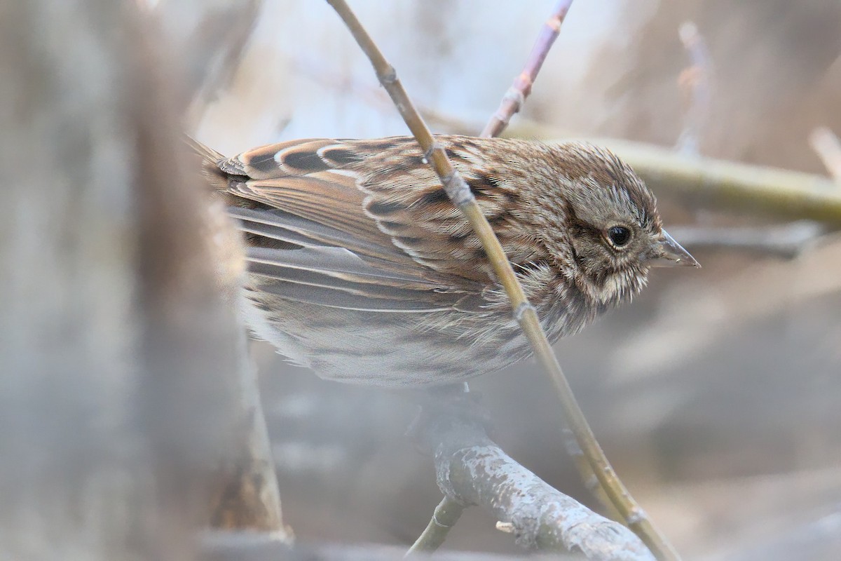 Song Sparrow - ML289249461