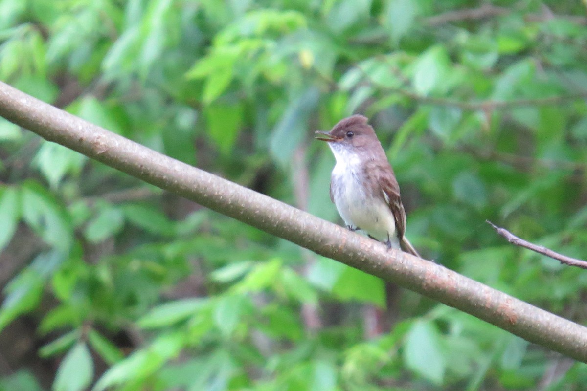 Eastern Phoebe - Stefan Gleissberg