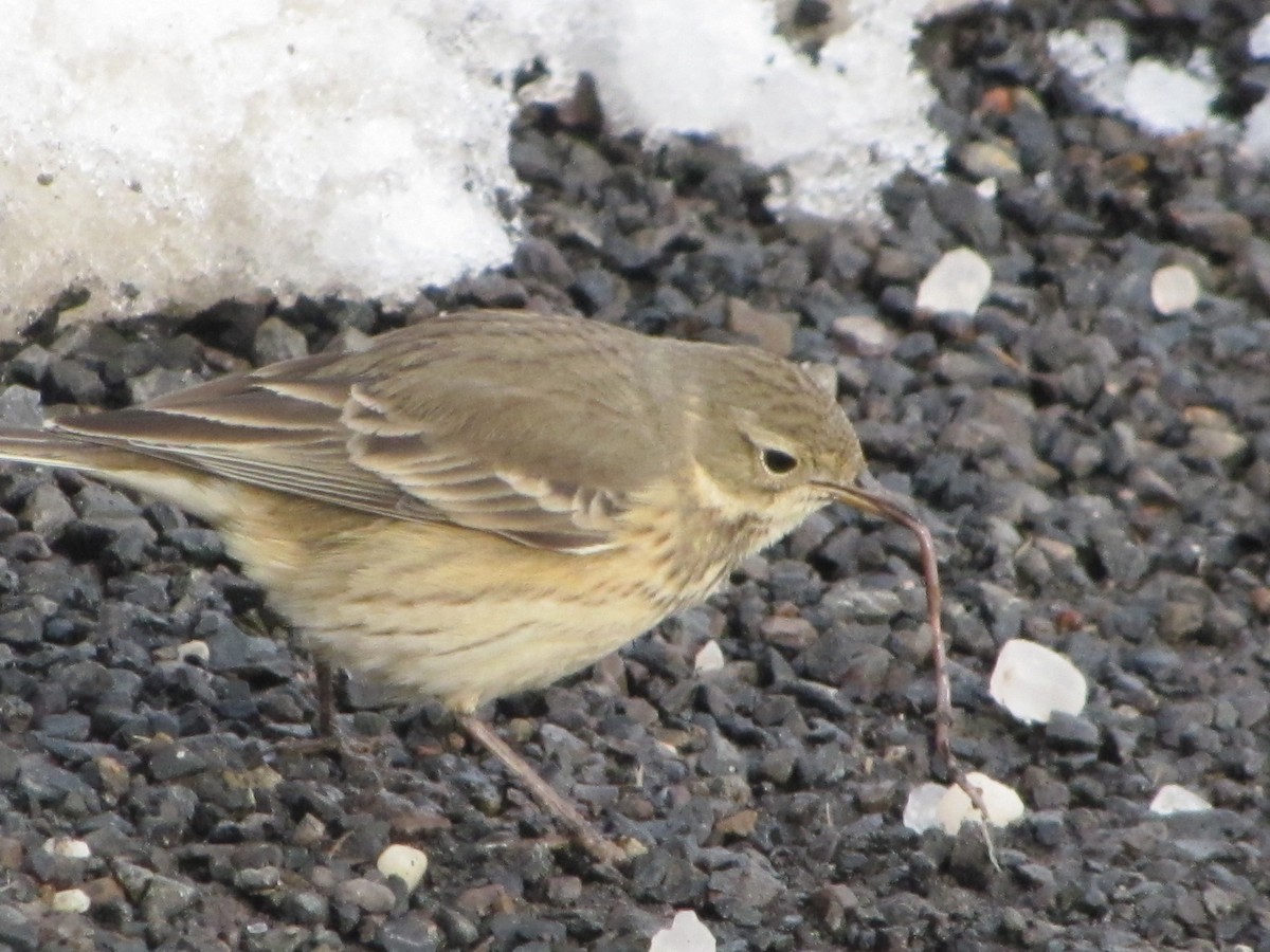American Pipit - ML289251241