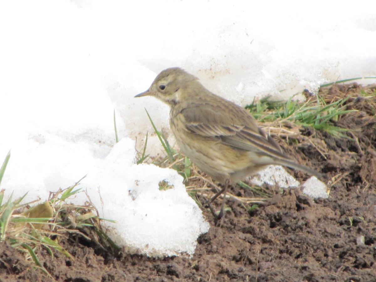 American Pipit - ML289251321