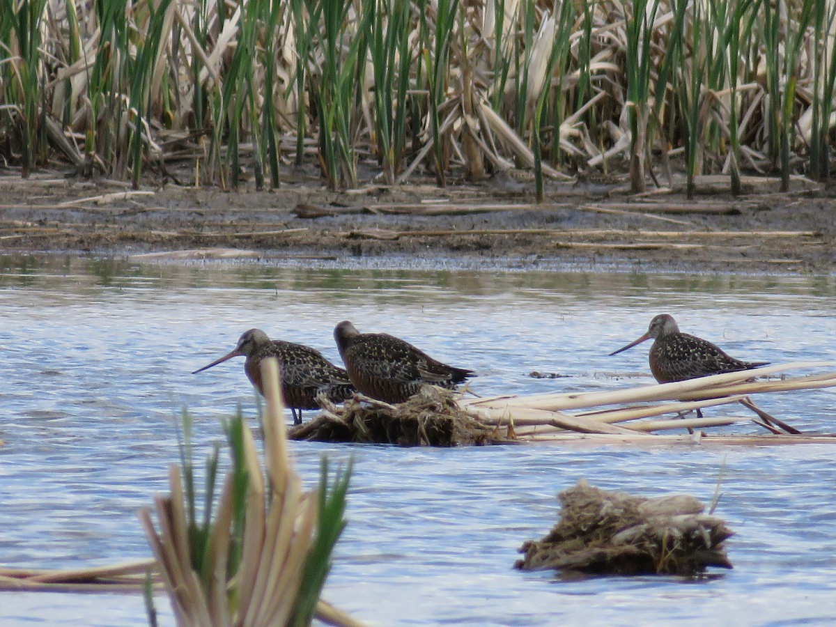 Hudsonian Godwit - ML28925171