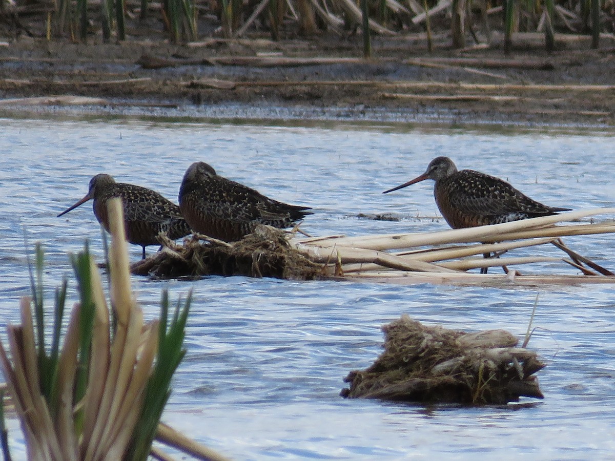 Hudsonian Godwit - ML28925181