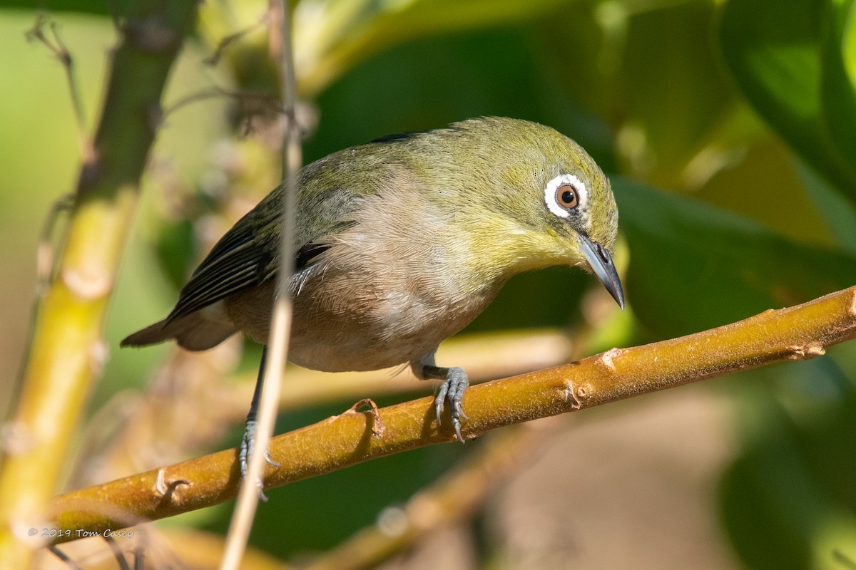 Warbling White-eye - ML289254611