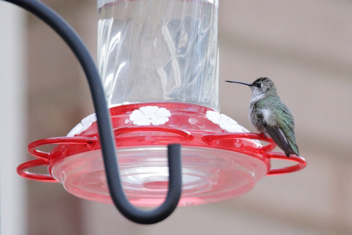Black-chinned Hummingbird - Mel Green